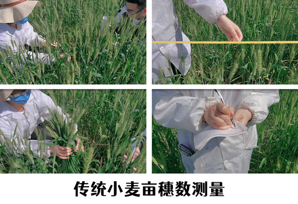 如何实现高效小麦测产？托普云农给你答案图片