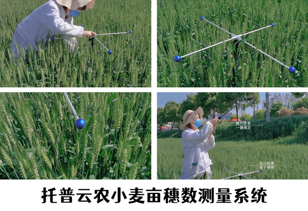 如何实现高效小麦测产？托普云农给你答案图片2