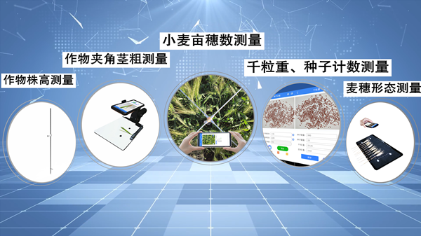 如何实现高效小麦测产？托普云农给你答案图片3