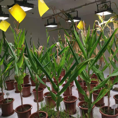 植物生长室图片2