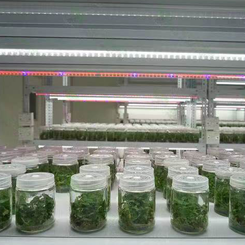 组培室图片1
