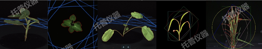 盆栽植物二维数字表型采集分析系统图片2