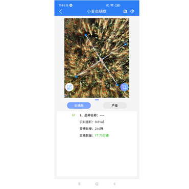 小麦亩穗数测量系统软件界面图